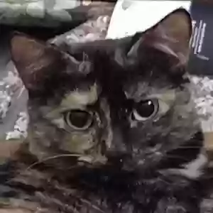 adoptable Cat in Granite, OK named Molly