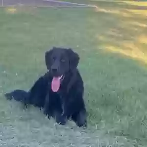 adoptable Dog in Salt Lake City, UT named Lachlan