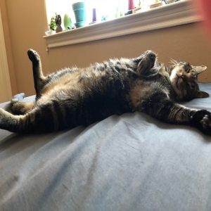 adoptable Cat in Weatherford, TX named Simon