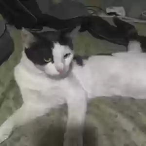 adoptable Cat in Clovis, CA named Mercy dawn