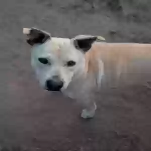 adoptable Dog in Jamul, CA named Zoe