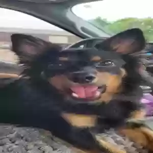adoptable Dog in Homerville, OH named Jovi