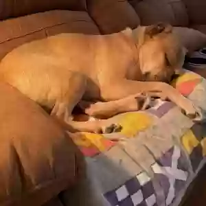 adoptable Dog in Tavernier, FL named Mia
