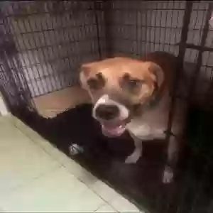 adoptable Dog in Tavernier, FL named Bandit
