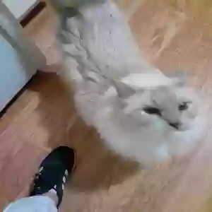 adoptable Cat in Walpole, MA named Blue