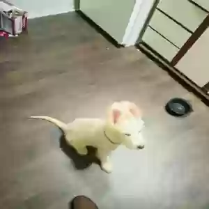 adoptable Dog in Jonesboro, GA named Bailey