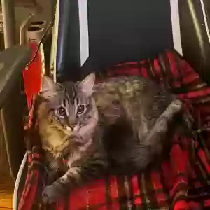 adoptable Cat in West Covina, CA named Yuki