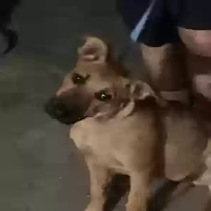 adoptable Dog in Loma Linda, CA named Daisy