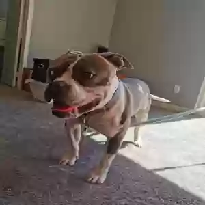 adoptable Dog in Winchester, CA named Zeus