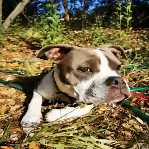 /images/pets/original/2186387_actual_three.webp