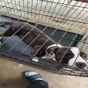 adoptable Dog in Jonesboro, GA named Unknown
