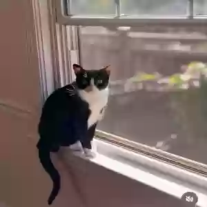 adoptable Cat in Knoxville, TN named Grace Kelly