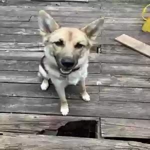 adoptable Dog in Woodstock, GA named Dolly