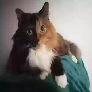 adoptable Cat in Richmond, KY named Willow