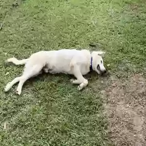 adoptable Dog in Glenmora, LA named Otis