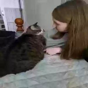 adoptable Cat in Shelbyville, KY named Wee Girl