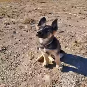 adoptable Dog in Pueblo, CO named Roscoe