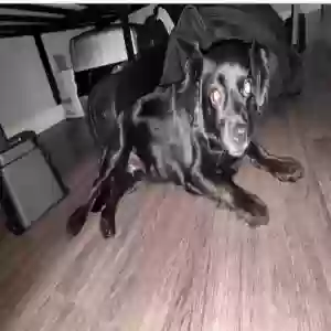 /images/pets/original/2186415_actual_three.webp