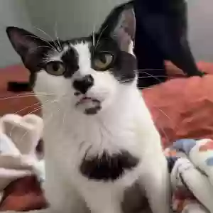 adoptable Cat in Dacula, GA named Truffles