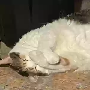 adoptable Cat in Richmond, VA named Mochi