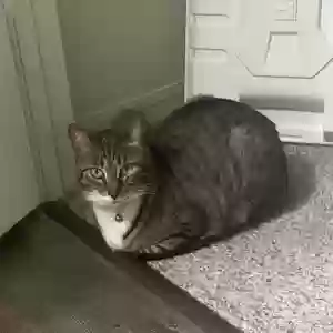 adoptable Cat in Saint Johns, FL named Sage