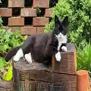 adoptable Cat in Lincolnton, NC named Bossman