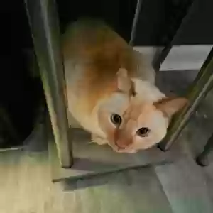 adoptable Cat in Raleigh, NC named Sakura