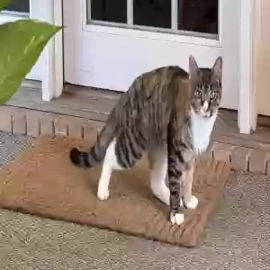 adoptable Cat in Winder, GA named Unknown