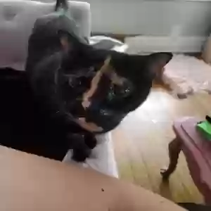 adoptable Cat in Chicago, IL named Sweetpea