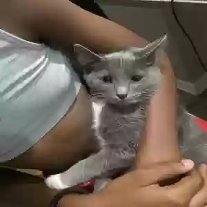 adoptable Cat in Atlanta, GA named storm