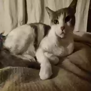 adoptable Cat in Pacifica, CA named Lyra