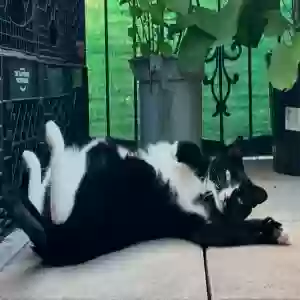 adoptable Cat in Brooklyn, NY named Sweet Kitton