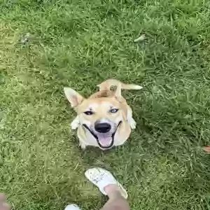 adoptable Dog in Crosby, TX named Nala