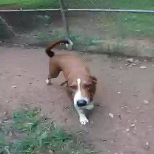 adoptable Dog in Armuchee, GA named Asher