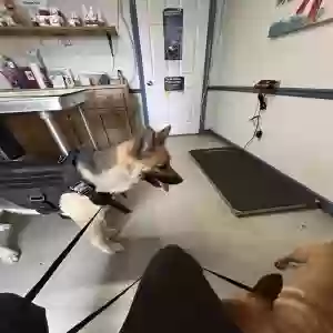 adoptable Dog in Riverdale, GA named king