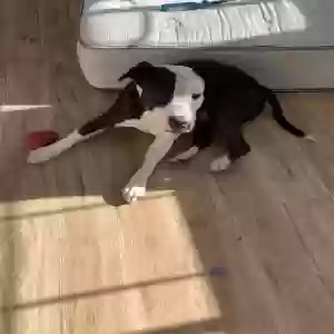 adoptable Dog in Vallejo, CA named Chulo