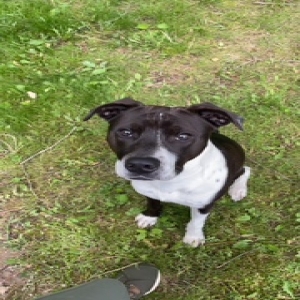 adoptable Dog in Tallmadge, OH named Miguel