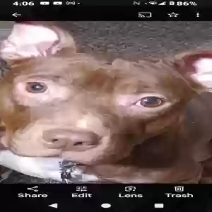 adoptable Dog in Gainesville, GA named Rocky