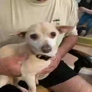 adoptable Dog in Mount Dora, FL named Mimi