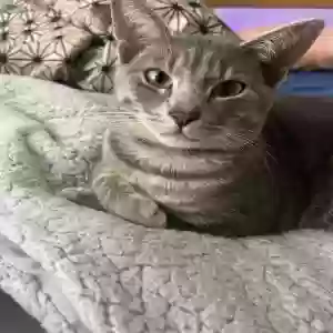 adoptable Cat in Wilson, NC named Kiwi