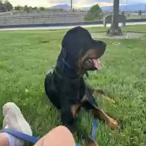 adoptable Dog in Henderson, NV named Rocky