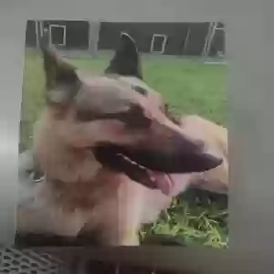 adoptable Dog in Swansea, SC named Jasper
