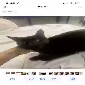 adoptable Cat in Canton, MI named i have 2.  Freddy and licorice