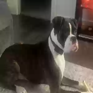 adoptable Dog in Fort Knox, KY named Bruno