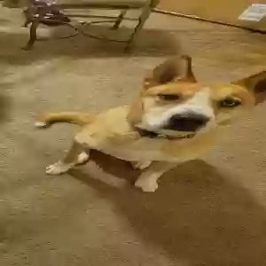 adoptable Dog in Indianapolis, IN named Kylo