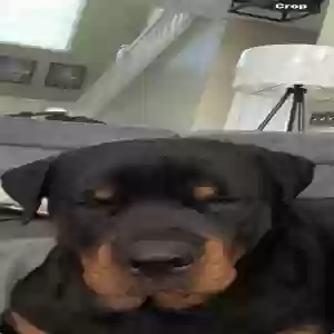 adoptable Dog in Loganville, GA named Bosch