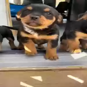 adoptable Dog in Smyrna, GA named Puppies