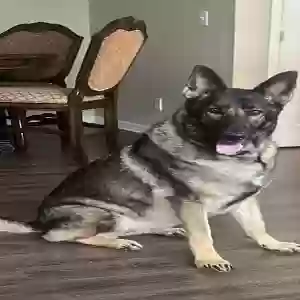 adoptable Dog in Tampa, FL named Chaska