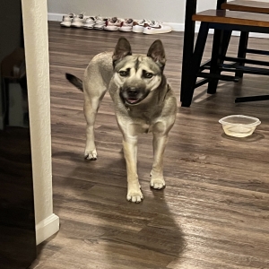 adoptable Dog in Frisco, TX named Frankie