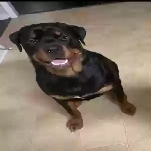 adoptable Dog in Loganville, GA named Bowser